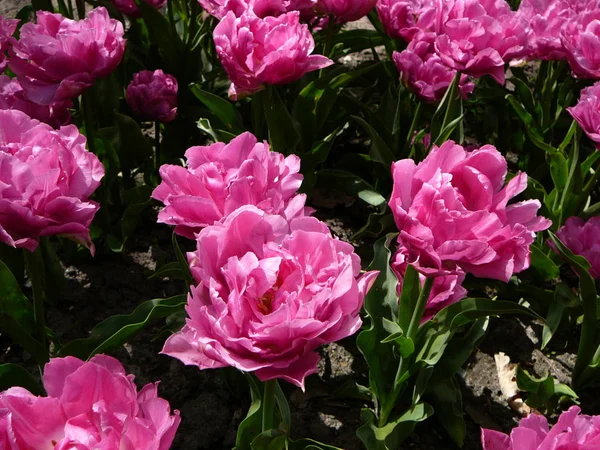 Tulipes Pivoines Roses Dans Jardin Jardin Tôt Mai Aux Pays — Photo