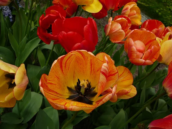 Jasne Żółte Pomarańczowe Tulipany Ogrodzie Początku Maja Ogród Holandii — Zdjęcie stockowe