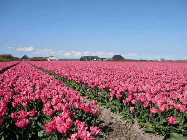 Gebied Van Roze Tulpen Bloeiende Tulp Veld Nederland Een Zonnige — Stockfoto