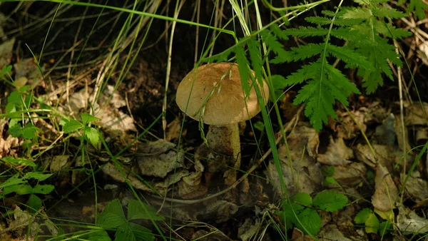 Cogumelo na floresta de bétula . — Fotografia de Stock