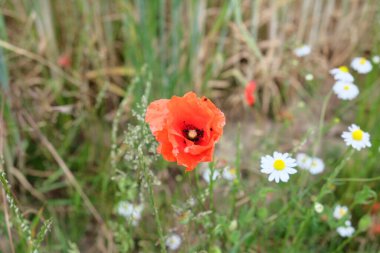Yaz çayırlarında gelincikler ve papatyalar