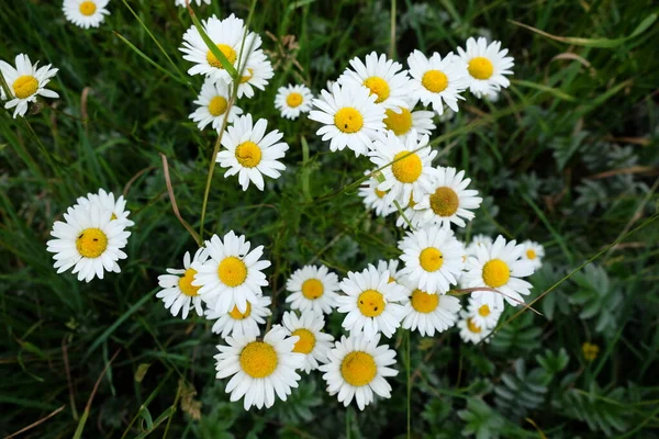 Oxeye daisy in the meadow — Stock Photo, Image