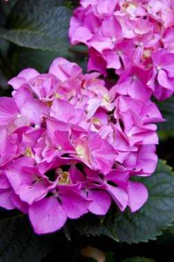 Canlı renkleri olan yemyeşil bir ortanca. Renkli buketler yapmak için mükemmel.