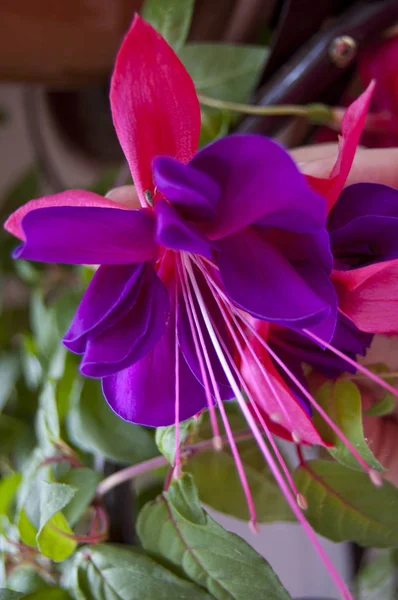 Yakın plan parlak fuşya çiçekleri. Eşsiz şekiller ve canlı renkler göze çarpıyor..