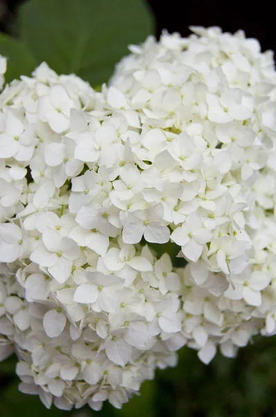 Bereketli beyaz ortanca yakın planda çiçek açar. Düğün ve yaz hazırlıkları için mükemmel bir çiçek..