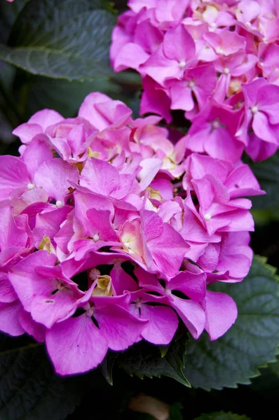 Canlı renkleri olan yemyeşil bir ortanca. Renkli buketler yapmak için mükemmel.