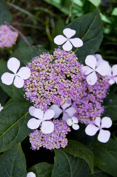 Mor ve beyaz tonlarında narin ortanca çiçekleri. Koyu yeşil yapraklar çarpıcı bir karşıtlık yaratır.