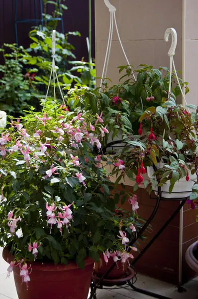 Terasta asılmış saksılarda yemyeşil bitkiler. Yaz bahçesi için rahat bir balkon dekoru..