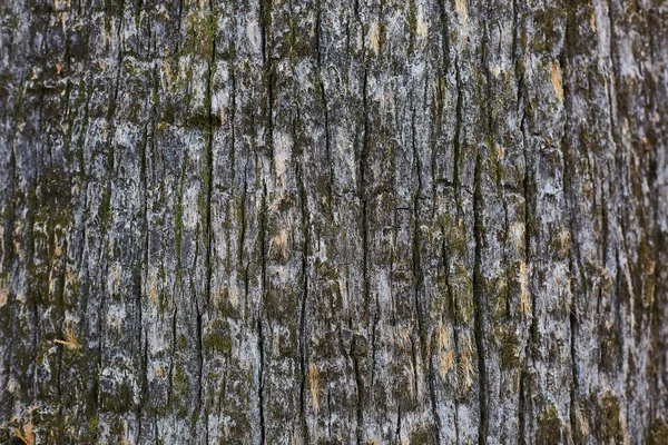 Pine tree bark old texture, background — Stock Photo, Image