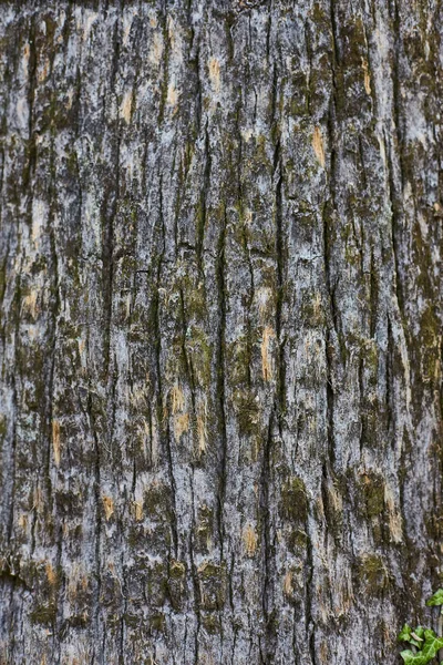 Вертикальная текстура сосны — стоковое фото