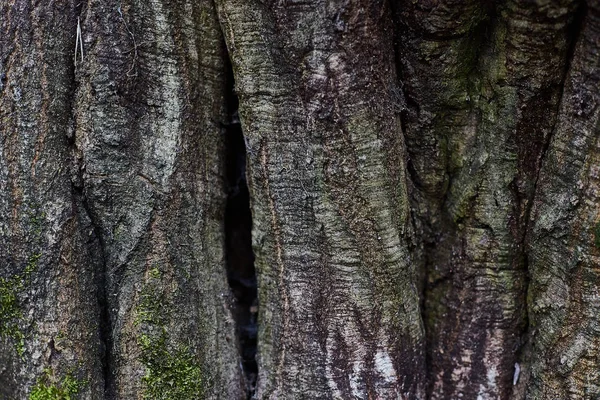 Дерево коры старой текстуры, горизонтальный фон с мхом — стоковое фото