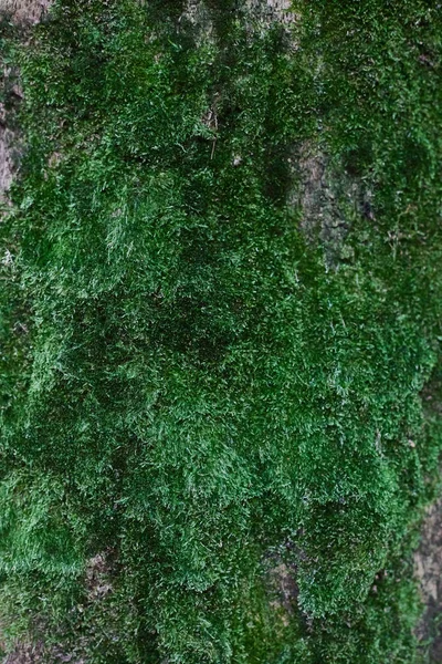 La paroi verticale de la mousse verte en gros plan — Photo