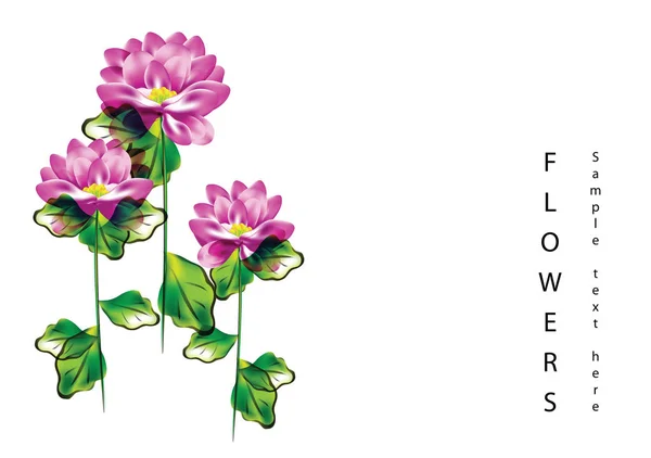 Color Vector Peonía Flores Ilustación Lugar Para Texto Aislado Sobre — Archivo Imágenes Vectoriales