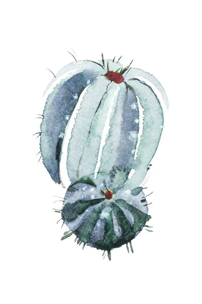 Цветок кактуса, нарисованный вручную акварелью — стоковое фото