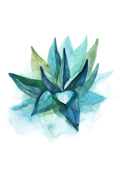 Cactus succulent aloe plant flower watercolor illustration. — Stock Photo, Image
