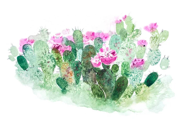 Watercolor hand drawn spiky cactus bloom flower — Stock Photo, Image