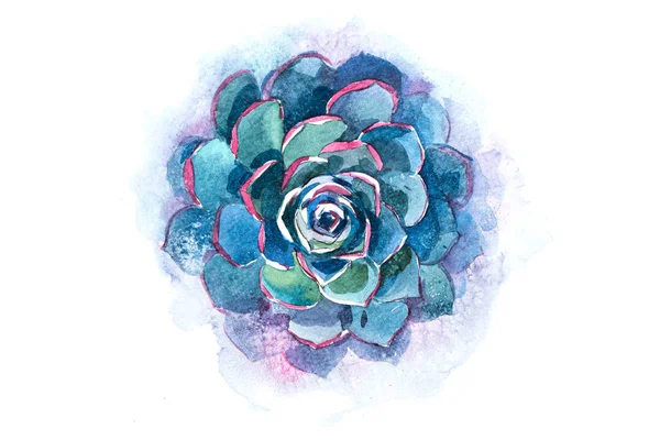 Cactus succulent aloe plant flower watercolor illustration. — Stock Photo, Image