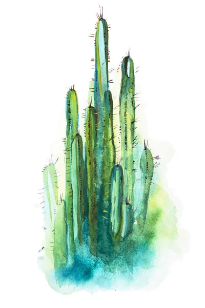 Aquarelle dessinée à la main cactus pointu isolé sur blanc — Photo