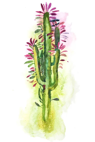 Watercolor hand drawn spiky cactus bloom flower — Stock Photo, Image