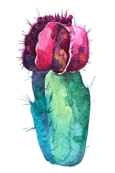 Aquarel hand getekende stekelige bloei Cactusbloem. — Stockfoto