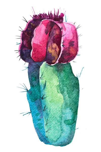 Watercolor hand drawn spiky cactus bloom flower. — Stock Photo, Image