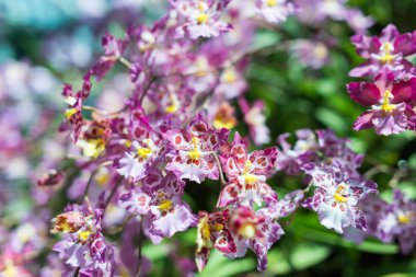 Çiçek açan pembe çiçekler, tropik bitkiler. Doğa, arkaplan.