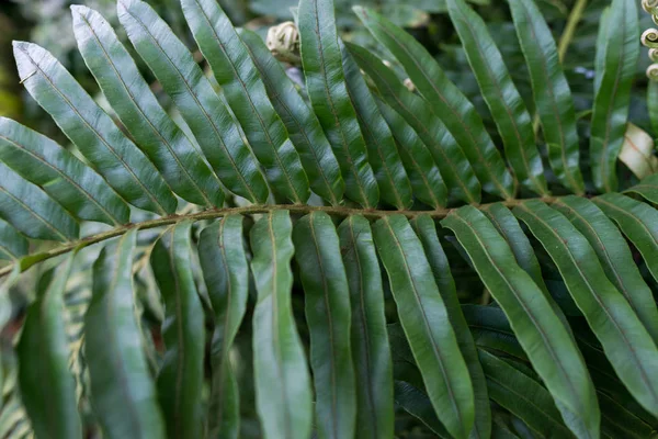 Gröna blad bakgrund. Naturlig tropisk bakgrund natur skog djungel lövverk. — Stockfoto