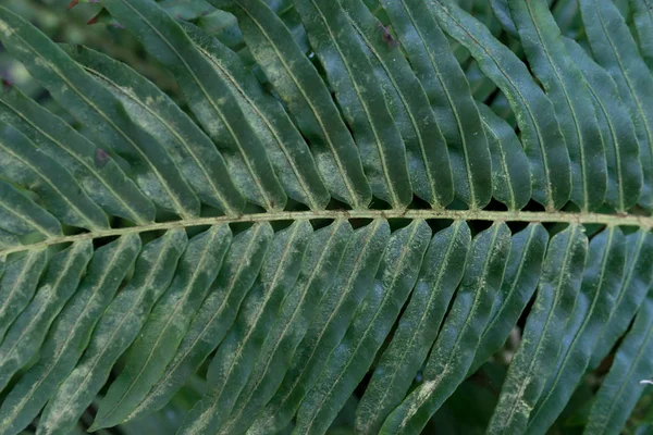 Gröna blad bakgrund. Naturlig tropisk bakgrund natur skog djungel lövverk. — Stockfoto