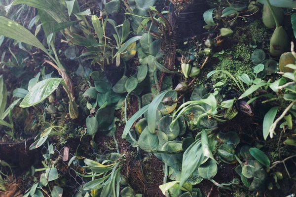 Grün hinterlässt Hintergrund. Natürliche tropische Hintergrund Natur Wald Dschungel Laub. — Stockfoto