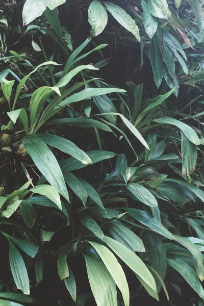 O verde deixa o fundo. Fundo tropical natural natureza floresta selva folhagem. — Fotografia de Stock