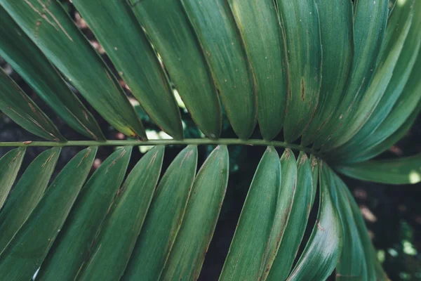 Зелений лишає фон. Природний тропічний фон Листя лісу. — стокове фото