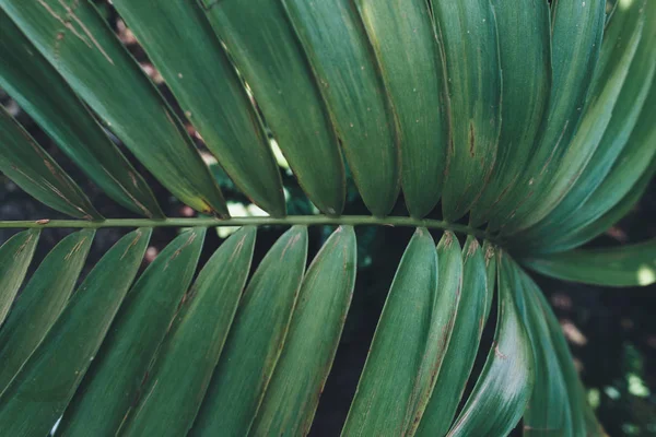 O verde deixa o fundo. Fundo tropical natural natureza floresta selva folhagem. — Fotografia de Stock