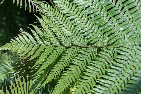 Gröna blad bakgrund. Naturlig tropisk bakgrund natur skog djungel lövverk — Stockfoto