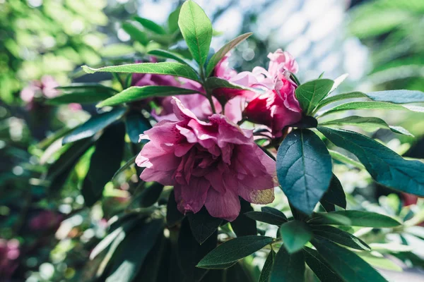 Flores rosa florescentes, plantas tropicais. Natureza, fundo. — Fotografia de Stock