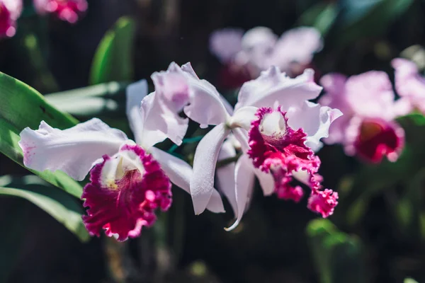 Flores rosa florescentes, plantas tropicais. Natureza, fundo. — Fotografia de Stock