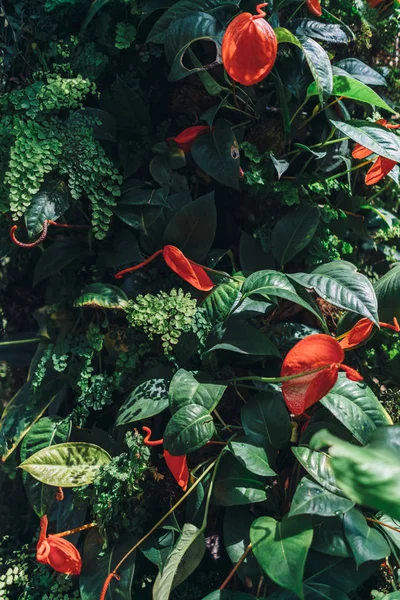 Квітучі червоні квіти, тропічні рослини. Природа, фон . — стокове фото