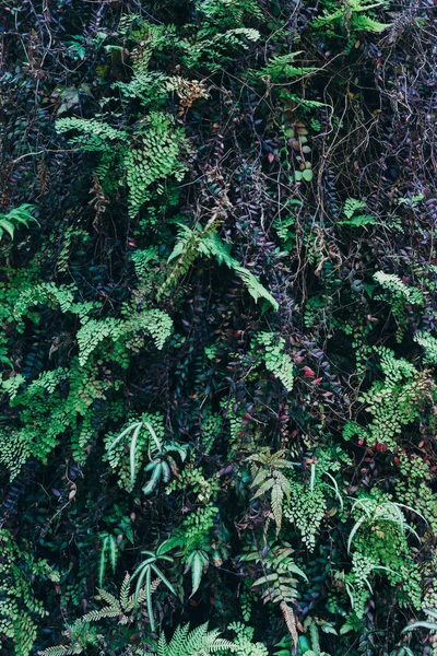 O verde deixa o fundo. Fundo tropical natural natureza floresta selva folhagem. — Fotografia de Stock