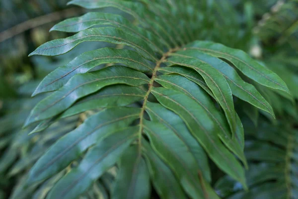 Groene bladeren achtergrond. Natuurlijke tropische achtergrond natuur bos jungle gebladerte. — Stockfoto