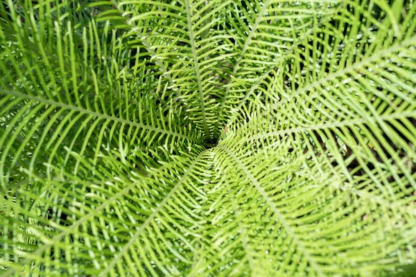 Gröna blad bakgrund. Naturlig tropisk bakgrund natur skog djungel lövverk. — Stockfoto