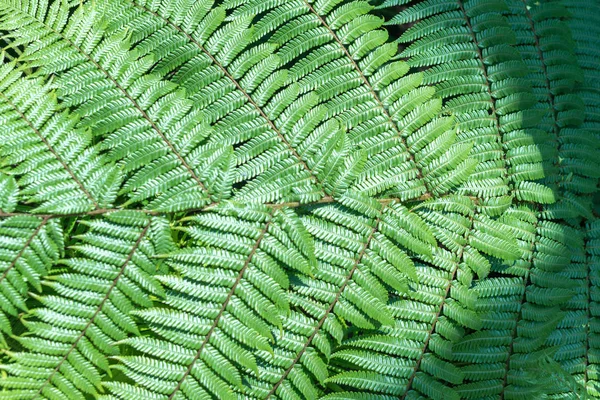 Hojas verdes de fondo. Fondo tropical natural naturaleza bosque selva follaje. —  Fotos de Stock