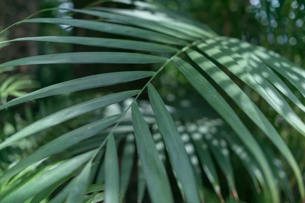 Зелений лишає фон. Природний тропічний фон Листя лісу. — стокове фото
