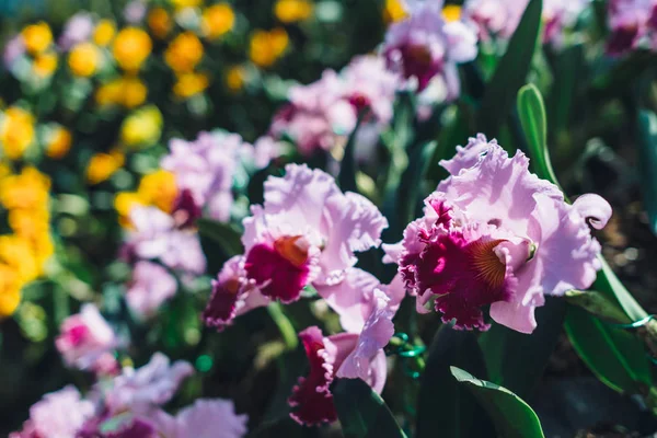 ピンクの花、熱帯植物を咲かせます。自然背景. — ストック写真