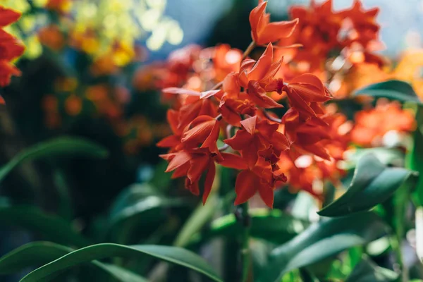 Flores vermelhas florescentes, plantas tropicais. Natureza, fundo . — Fotografia de Stock