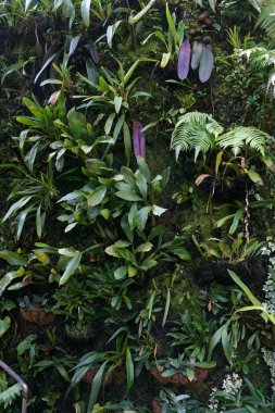 Yeşil yapraklar arka plan. Doğal tropikal arka plan doğa orman yaprakları.