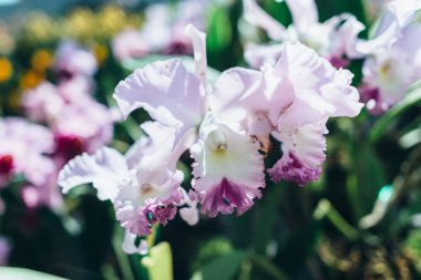 Çiçek açan pembe çiçekler, tropik bitkiler. Doğa, arkaplan.