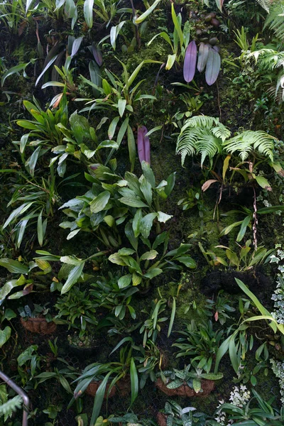 Yeşil yapraklar arka plan. Doğal tropikal arka plan doğa orman yaprakları.