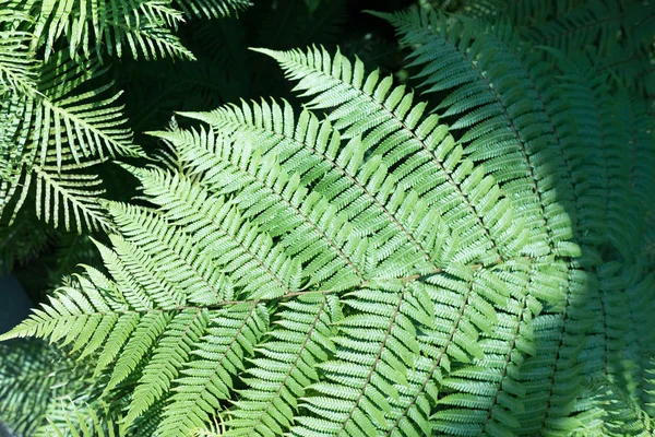 Gröna blad bakgrund. Naturlig tropisk bakgrund natur skog djungel lövverk. — Stockfoto