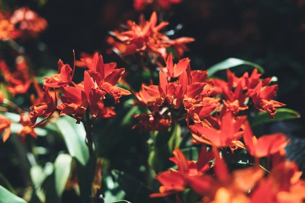 Flores vermelhas florescentes, plantas tropicais. Natureza, fundo . — Fotografia de Stock