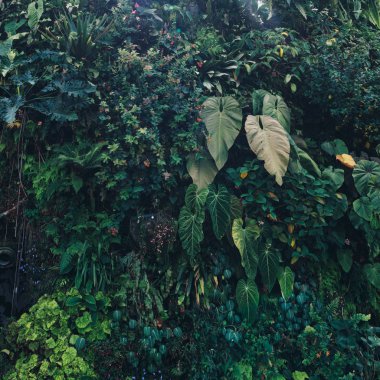 Yaz çiçekleri arka planı. Çiçeklerin açtığı doğa sahnesi, bahar çiçekleri, güzel meyve bahçeleri..