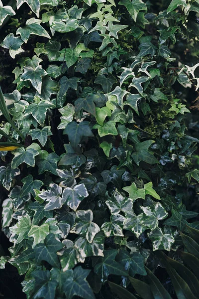 緑の葉の背景。熱帯雨林の自然｜ジャングルの葉. — ストック写真
